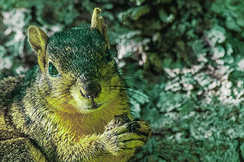 Squirrel Holding Food Atop Tree Branch (Green Tint Photo)