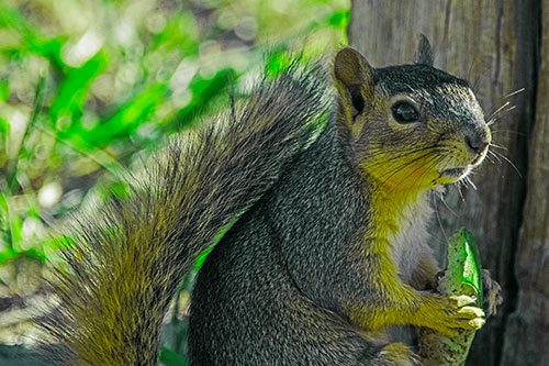 Squirrel Holding Watermelon Slice Glancing Sideways (Green Tint)