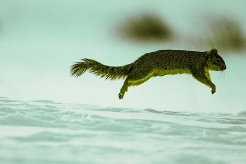 Squirrel Leap Flying Across Snow (Green Tint Photo)