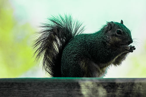 Squirrel Nibbles Breakfast Atop Concrete Skatepark (Green Tint)