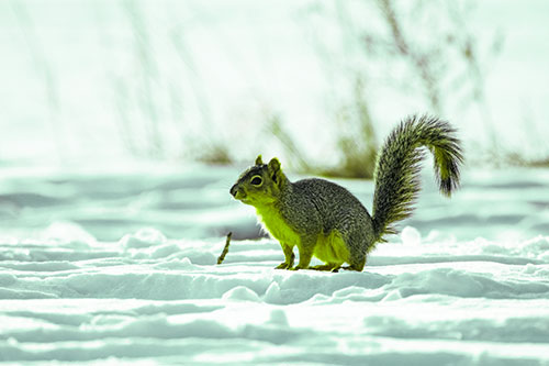 Squirrel Observing Snowy Terrain (Green Tint Photo)
