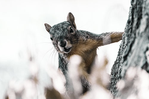 Squirrel Peeks Around Tree Base (Green Tint Photo)