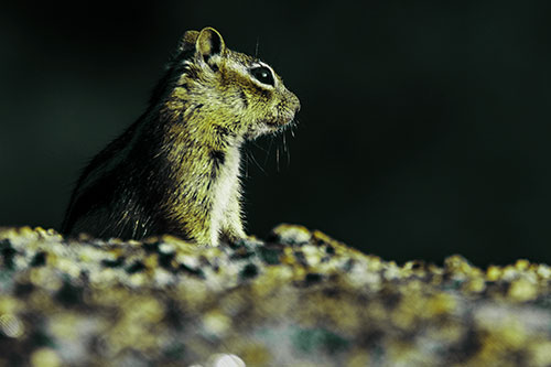 Squirrel Piques Distant Interest (Green Tint Photo)
