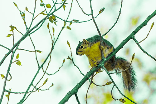 Squirrel Sits Among Sprouting Tree Branches (Green Tint)