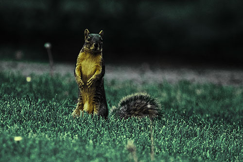 Squirrel Standing Atop Fresh Cut Grass On Hind Legs (Green Tint Photo)