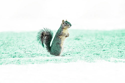 Squirrel Standing On Snowy Patch Of Grass (Green Tint Photo)