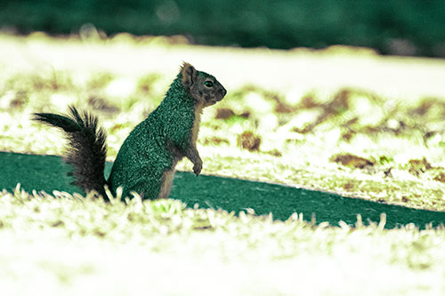 Squirrel Standing Upwards On Hind Legs (Green Tint Photo)