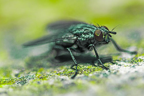 Standing Cluster Fly Getting Suntan Atop Rock (Green Tint)