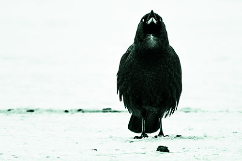 Standing Crow Cawing Loudly (Green Tint)