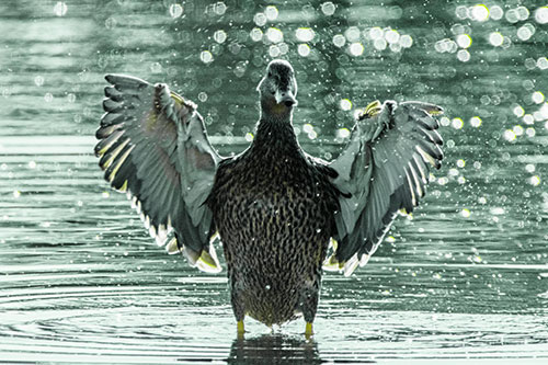 Standing Mallard Duck Flapping Wings Among Shore (Green Tint)