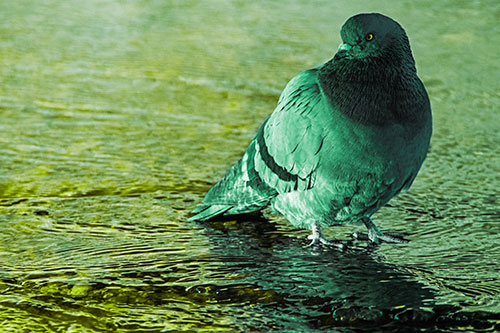 Standing Pigeon Gandering Atop River Water (Green Tint Photo)