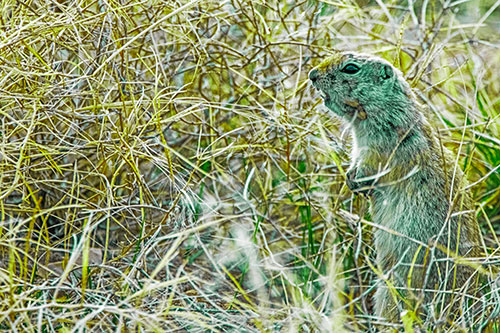 Standing Prairie Dog Snarls Towards Intruders (Green Tint Photo)