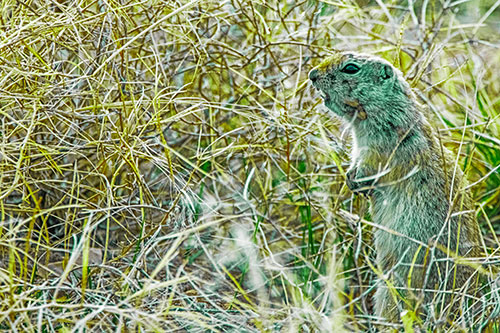 Standing Prairie Dog Snarls Towards Intruders (Green Tint)