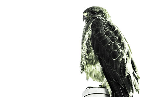 Standing Rough Legged Hawk Keeping Watch (Green Tint Photo)