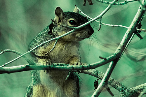 Standing Squirrel Peeking Over Tree Branch (Green Tint Photo)