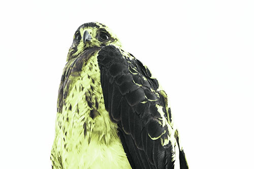 Startled Looking Rough Legged Hawk (Green Tint Photo)