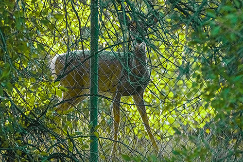 Startled White Tailed Deer Freezes Behind Chain Link Fence (Green Tint)