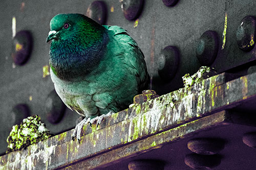 Steel Beam Perched Pigeon Keeping Watch (Green Tint Photo)