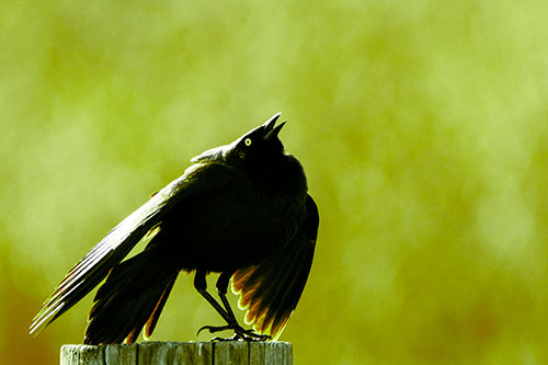 Stomping Grackle Croaking Atop Wooden Fence Post (Green Tint Photo)