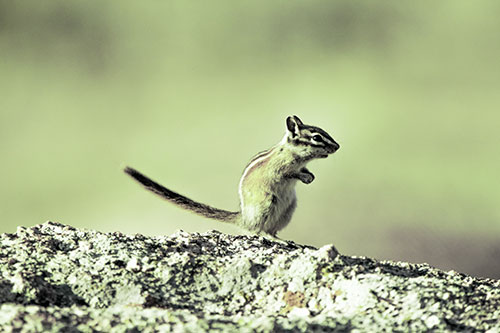 Straight Tailed Standing Chipmunk Clenching Paws (Green Tint)