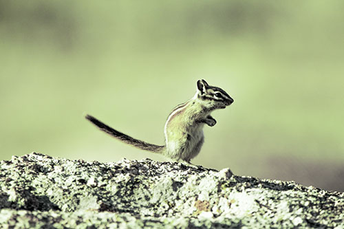Straight Tailed Standing Chipmunk Clenching Paws (Green Tint Photo)