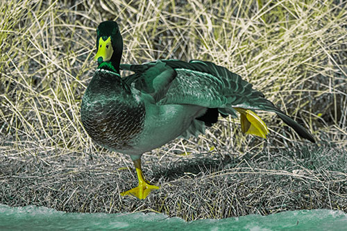 Stretching Mallard Duck Along Icy River Shoreline (Green Tint Photo)
