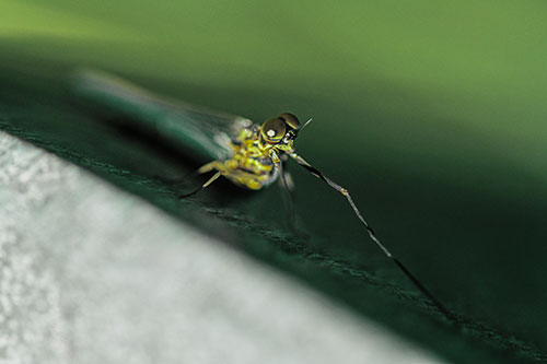 Stretching Mayfly Relaxing Among Shade (Green Tint)