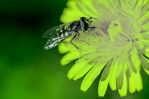 Striped Hoverfly Pollinating Flower (Green Tint Photo)