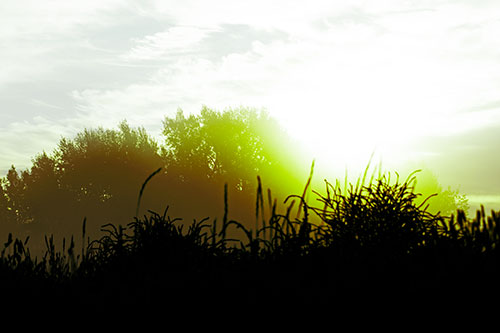 Sun Rises Beyond Fog Filled Treeline (Green Tint Photo)