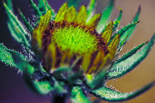 Sunflower Bud Unfurling Towards Sunlight (Green Tint Photo)