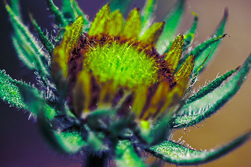 Sunflower Bud Unfurling Towards Sunlight (Green Tint)