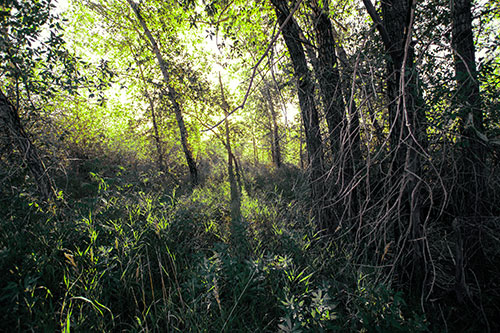 Sunlight Bursts Through Shaded Forest Trees (Green Tint Photo)