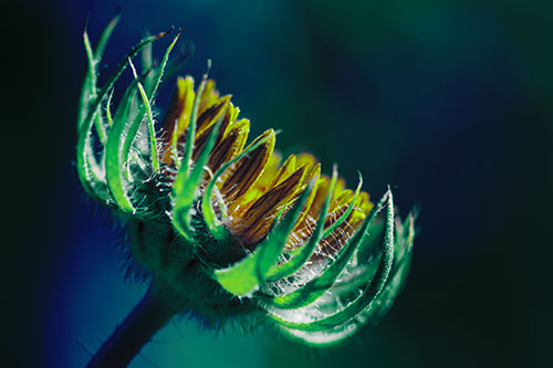 Sunlight Enters Spiky Unfurling Sunflower Bud (Green Tint Photo)