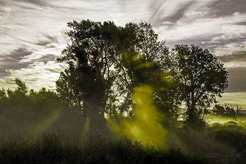 Sunlight Rays Burst Through Fog Surrounded Trees (Green Tint)