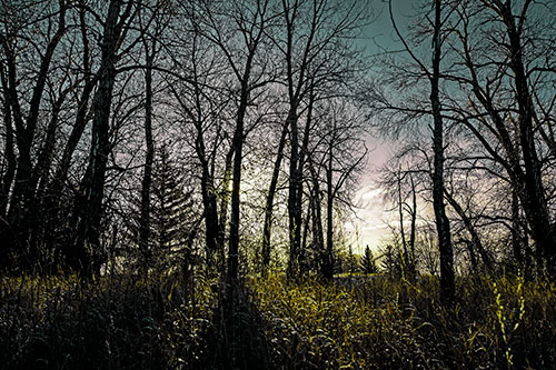 Sunrise Through Snow Covered Trees (Green Tint)