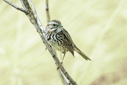 Surfing Song Sparrow Rides Tree Branch (Green Tint Photo)