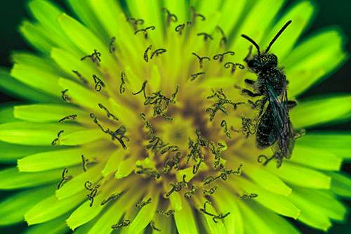 Sweat Bee Collecting Dandelion Pollen (Green Tint Photo)