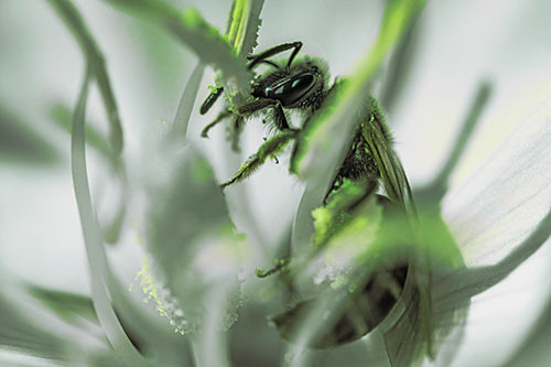 Sweat Bee Collecting Pollen Off Primrose Flower (Green Tint)