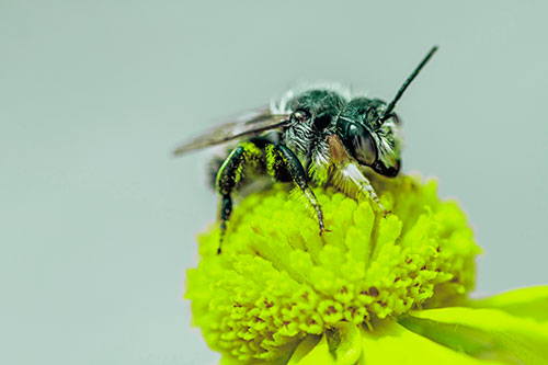 Sweat Bee Collecting Pollen Off Sneezeweed Flower (Green Tint)