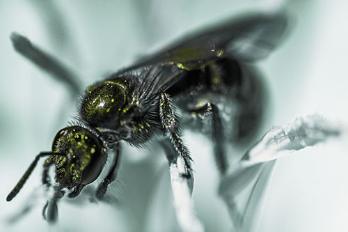 Sweat Bee Enjoying Primrose Flower Pollen (Green Tint)