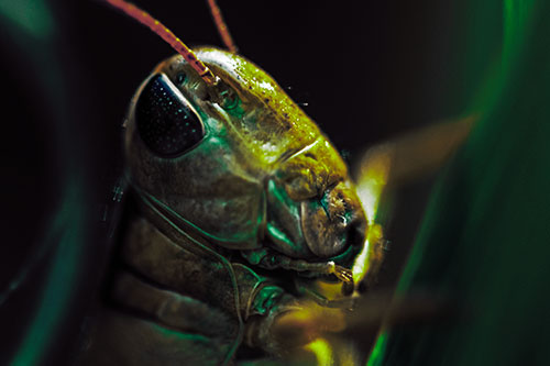 Sweaty Grasshopper Seeking Shade (Green Tint Photo)