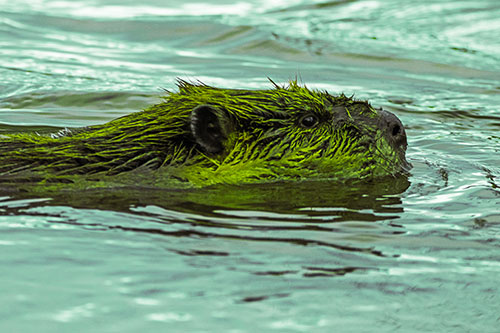 Swimming Beaver Patrols River Surroundings (Green Tint Photo)
