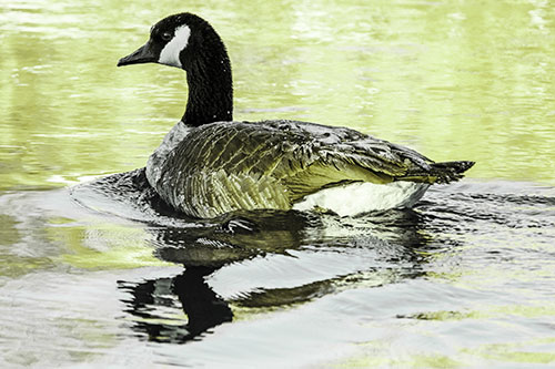 Swimming Goose Ripples Through Water (Green Tint)
