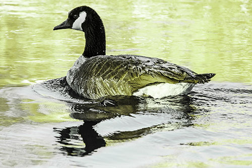Swimming Goose Ripples Through Water (Green Tint Photo)