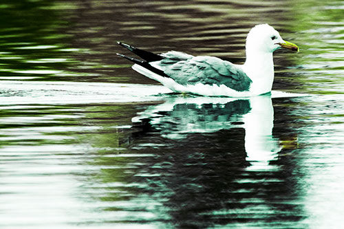 Swimming Seagull Lake Water Reflection (Green Tint Photo)