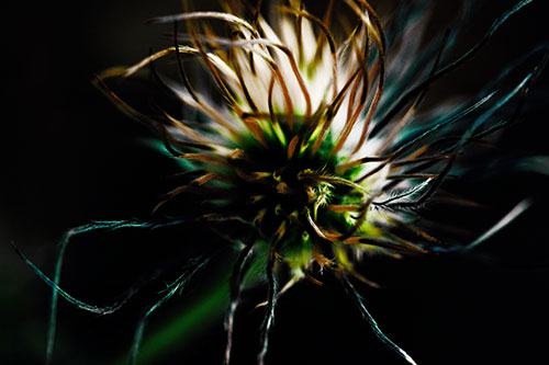 Swirling Pasque Flower Seed Head (Green Tint Photo)