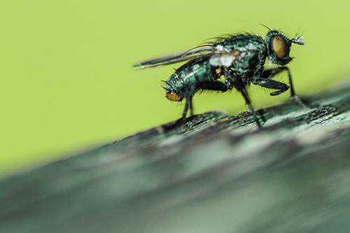 Tachinid Fly Curling Arm Among Sloping Wood (Green Tint)