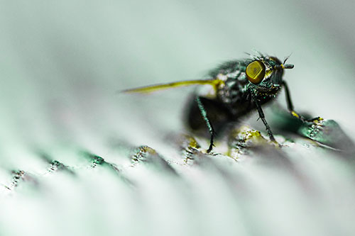 Tachinid Fly Poses Among Grooved Wood (Green Tint)