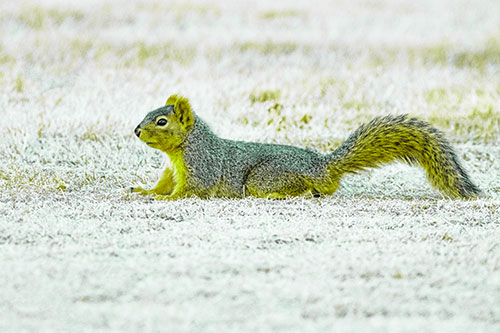 Tail Wagging Squirrel Sitting Among Dead Grass (Green Tint)