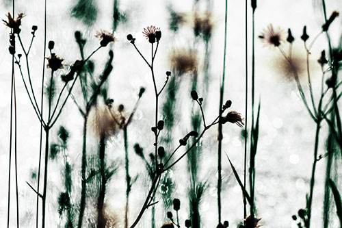 Tall Towering Stemmed Dandelion Flowers (Green Tint Photo)